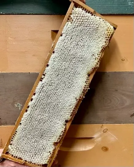 Whole Frame of Honeycomb